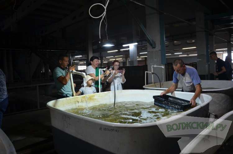 С заботой о природе: Волжский Оргсинтез выпустил 2,5 тысячи мальков осетра в Волгу