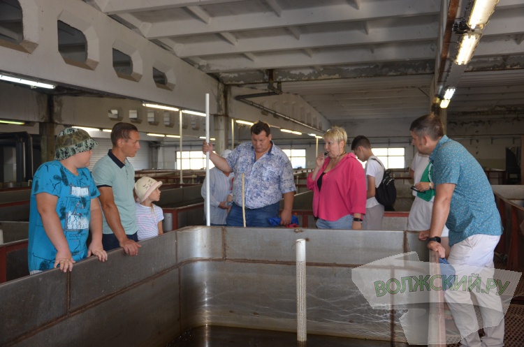 С заботой о природе: Волжский Оргсинтез выпустил 2,5 тысячи мальков осетра в Волгу