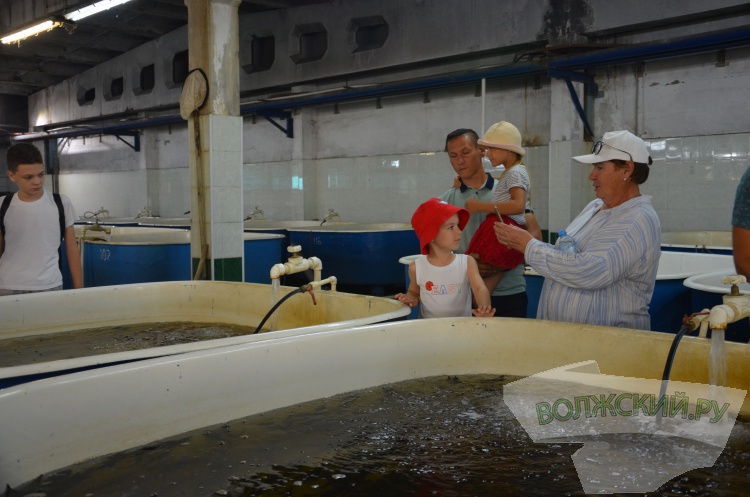 С заботой о природе: Волжский Оргсинтез выпустил 2,5 тысячи мальков осетра в Волгу