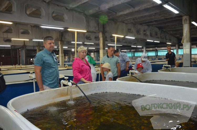 С заботой о природе: Волжский Оргсинтез выпустил 2,5 тысячи мальков осетра в Волгу