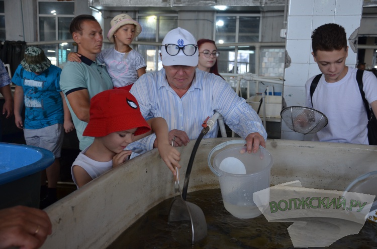 С заботой о природе: Волжский Оргсинтез выпустил 2,5 тысячи мальков осетра в Волгу