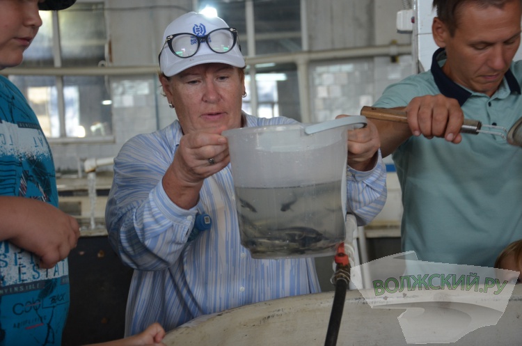 С заботой о природе: Волжский Оргсинтез выпустил 2,5 тысячи мальков осетра в Волгу