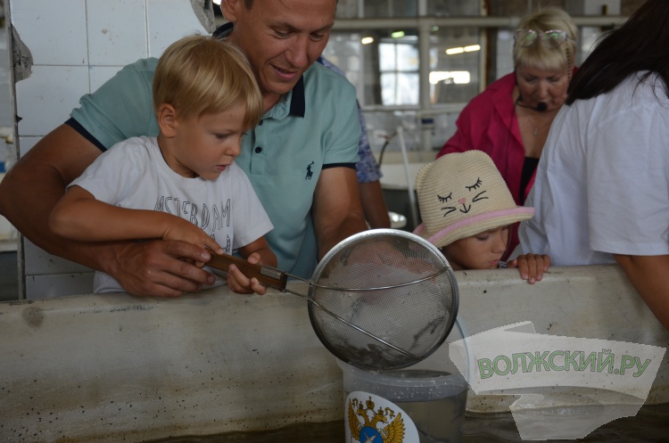 С заботой о природе: Волжский Оргсинтез выпустил 2,5 тысячи мальков осетра в Волгу