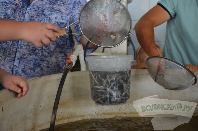 С заботой о природе: Волжский Оргсинтез выпустил 2,5 тысячи мальков осетра в Волгу