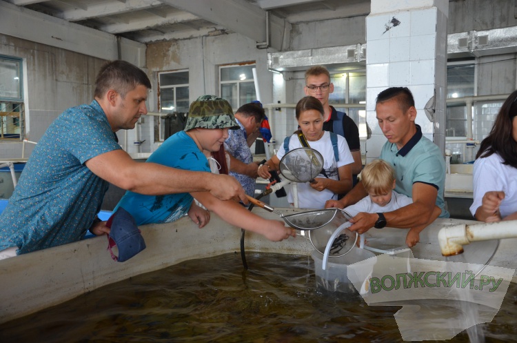 С заботой о природе: Волжский Оргсинтез выпустил 2,5 тысячи мальков осетра в Волгу