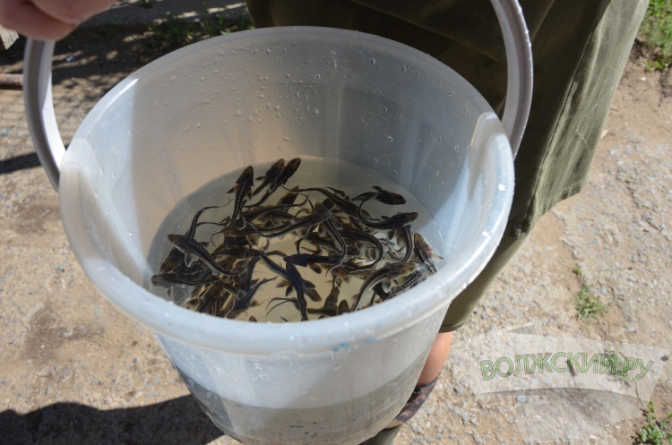 С заботой о природе: Волжский Оргсинтез выпустил 2,5 тысячи мальков осетра в Волгу