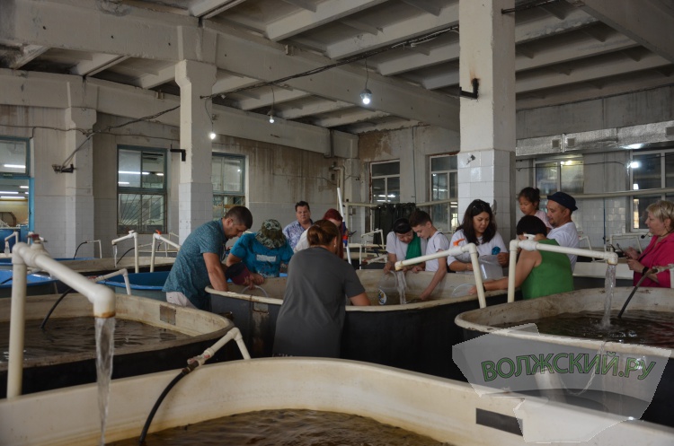 С заботой о природе: Волжский Оргсинтез выпустил 2,5 тысячи мальков осетра в Волгу