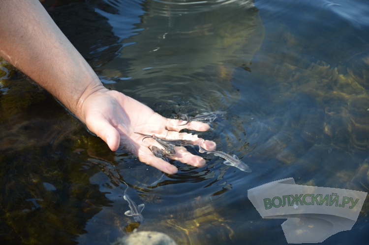 С заботой о природе: Волжский Оргсинтез выпустил 2,5 тысячи мальков осетра в Волгу