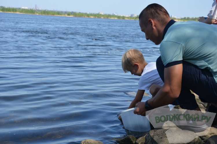 С заботой о природе: Волжский Оргсинтез выпустил 2,5 тысячи мальков осетра в Волгу