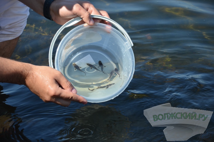 С заботой о природе: Волжский Оргсинтез выпустил 2,5 тысячи мальков осетра в Волгу