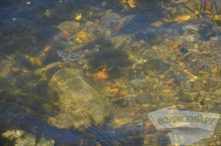 С заботой о природе: Волжский Оргсинтез выпустил 2,5 тысячи мальков осетра в Волгу