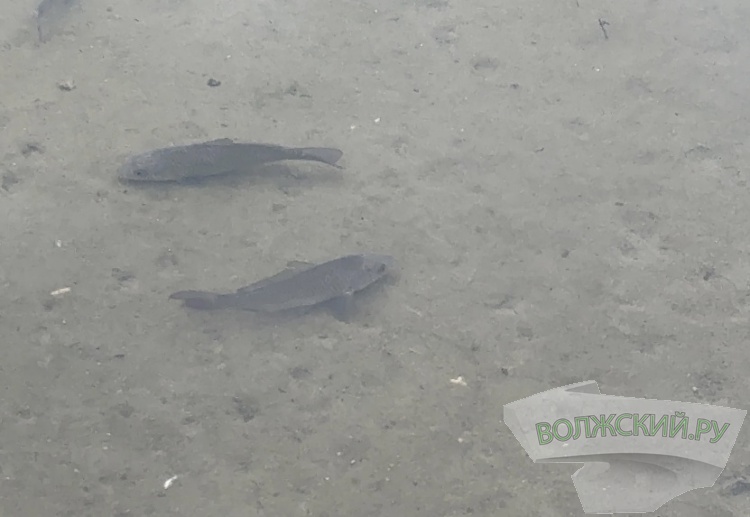 Забирают воду, отдают рыбу: волжский «Водоканал» выпустил мальков в Ахтубу