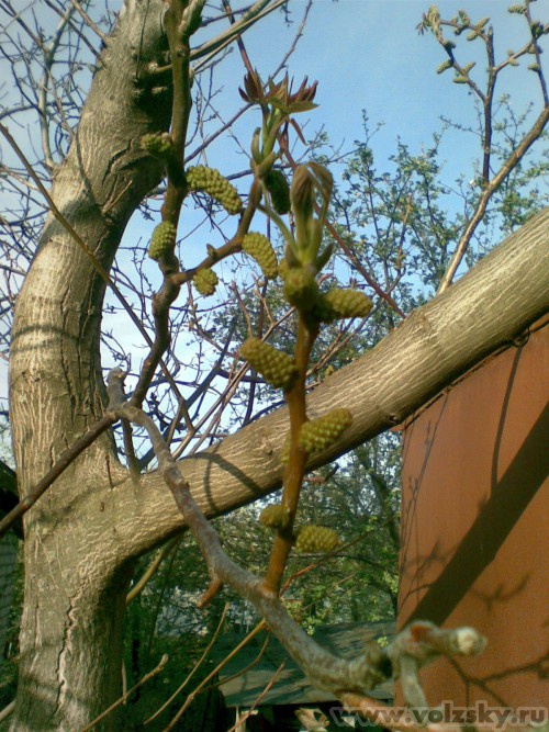 ������: ������� ������