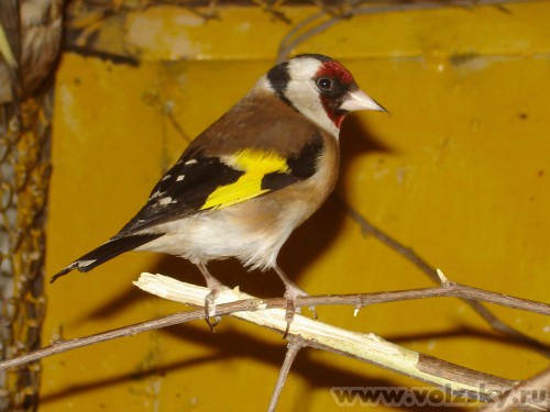 ��������: ����� �� ������� �������.