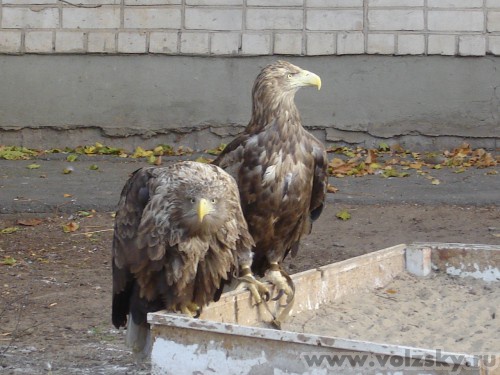 ��������: ������ ����������� �� ������� �������.