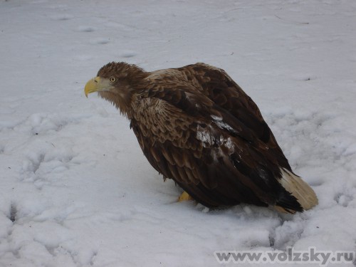 ��������: ����� ����������� �� ������� �������.