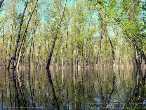 Konstantinovich: ������� ����