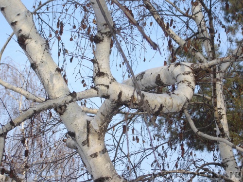 ��������: ������ (���� �� ��.����������).