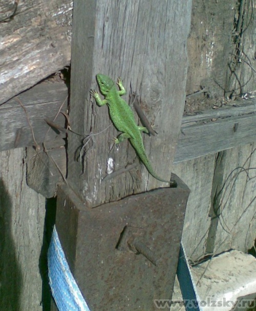 ������: ��������