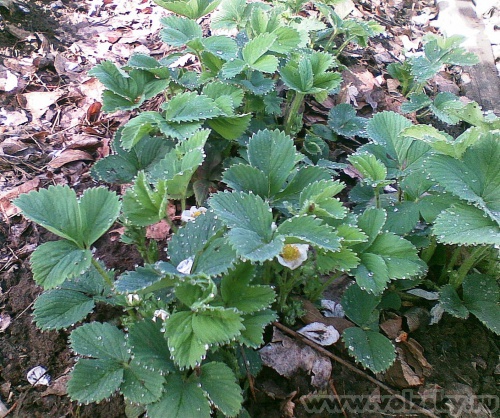 ������: ������� ����