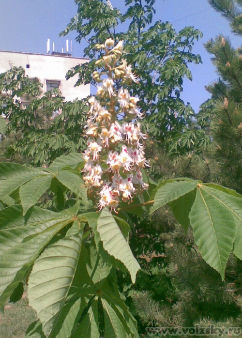 ������: ����� �������