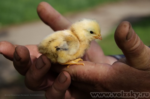 Konstantinovich: � ������