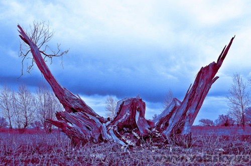 ����: "��������"