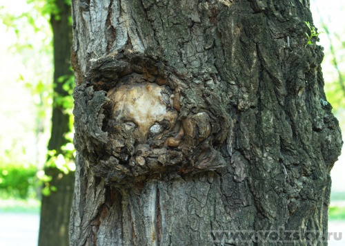 ���: �������