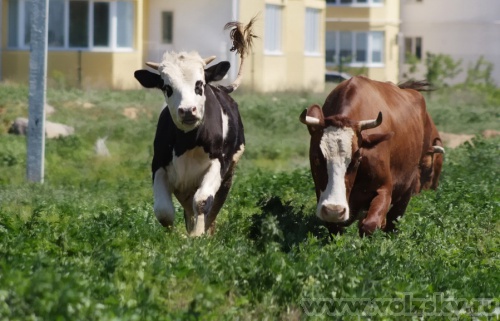 Konstantinovich: ����� ��������