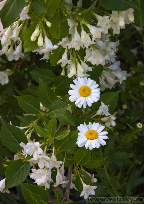 ����: �� ������� "�����"