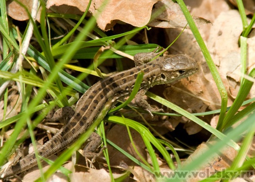 ���: ������