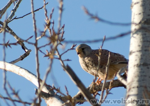 ���: �����