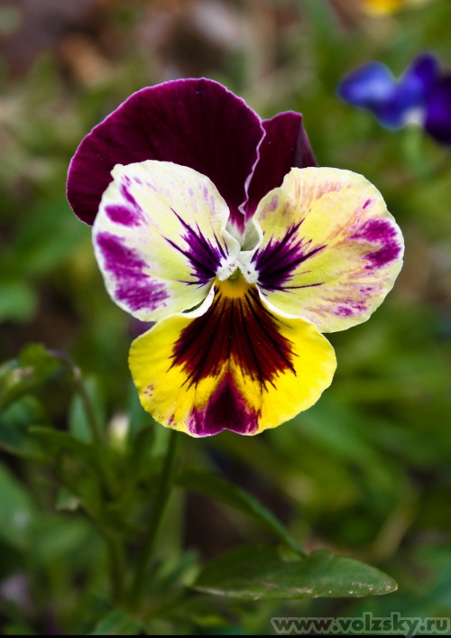 ����: �� ������� "�����"