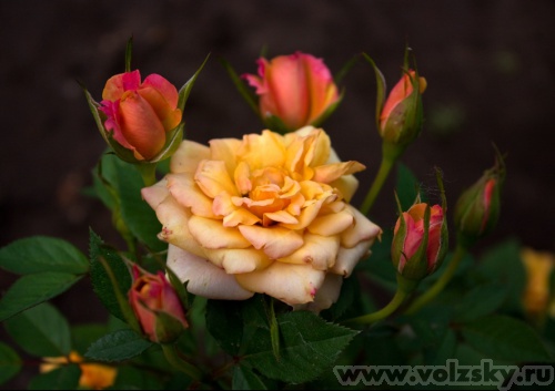 ����: �� ������� "�����"