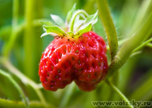 ����: �� ������� "�����"