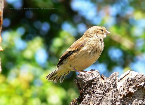 Konstantinovich: ������� �������