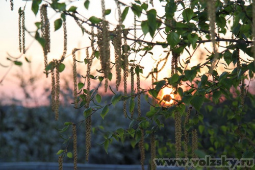 �������: ������