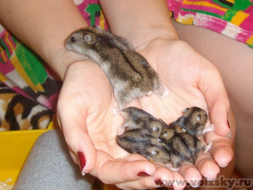 �������: ����������� �����