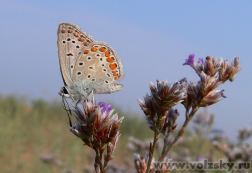 Konstantinovich: ������