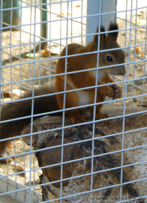 ������� ������: �������, ������� � ����� ��������������