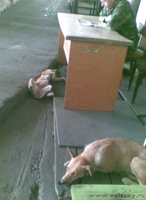 ������: ��������� ������