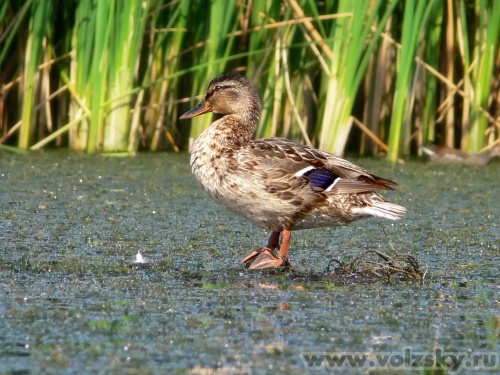 Konstantinovich: �� 14 ����.