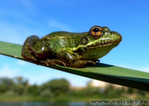 Konstantinovich: ����� �� 14 ����