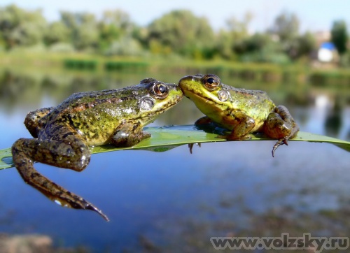 Konstantinovich: ����� �� 14 ����