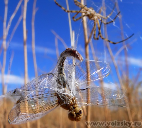 Konstantinovich: � ����