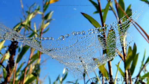 Konstantinovich: ������������ �������� �� ������