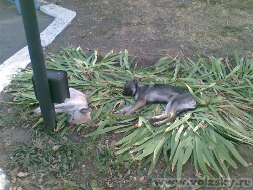 ������: ������� �����