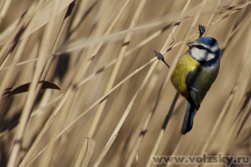 Konstantinovich: ��������