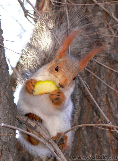 Konstantinovich: ��������� ���������������������