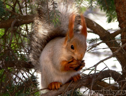 Konstantinovich: ������� 17 ����.